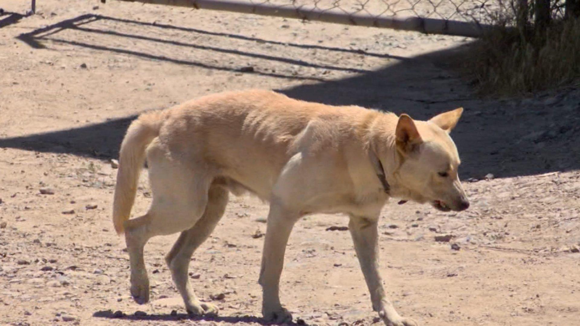 Medidas preventivas por golpes de calor en mascotas en Baja California
