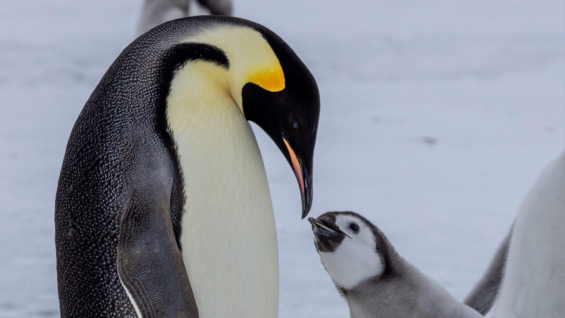 Foto: Pingüinos Emperador: la Especie Icónica de la Antártida