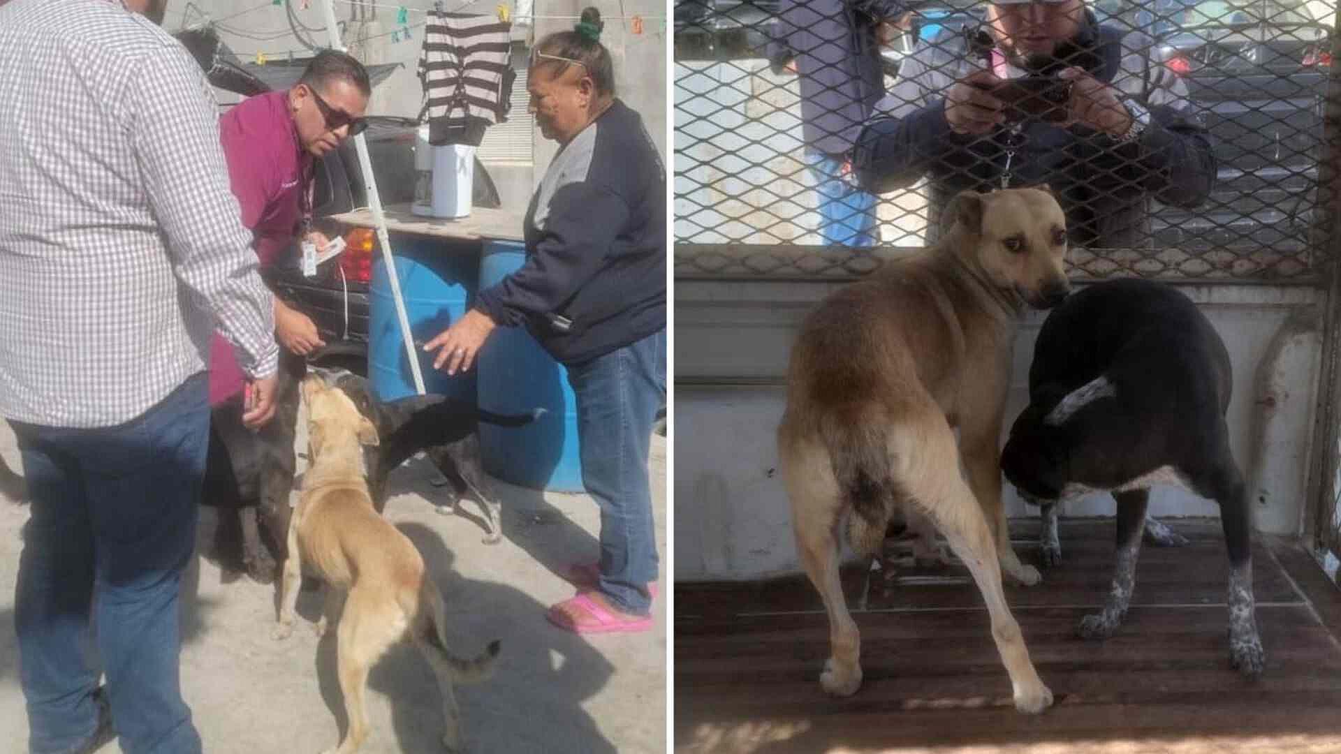 Ciudadanos Denuncian Caso de Maltrato Animal en Tijuana