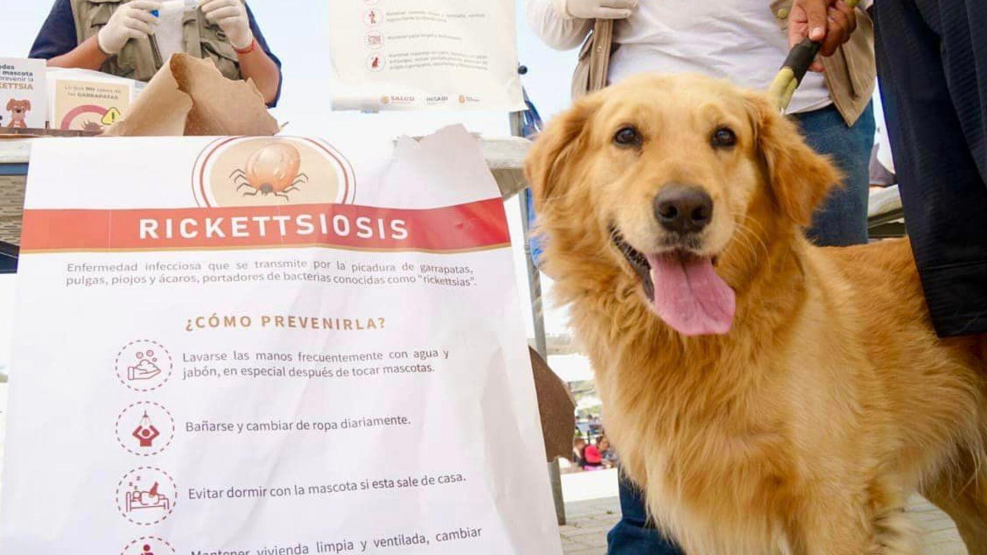 Realizan Jornada de Prevención Contra la Rickettsia en Ensenada