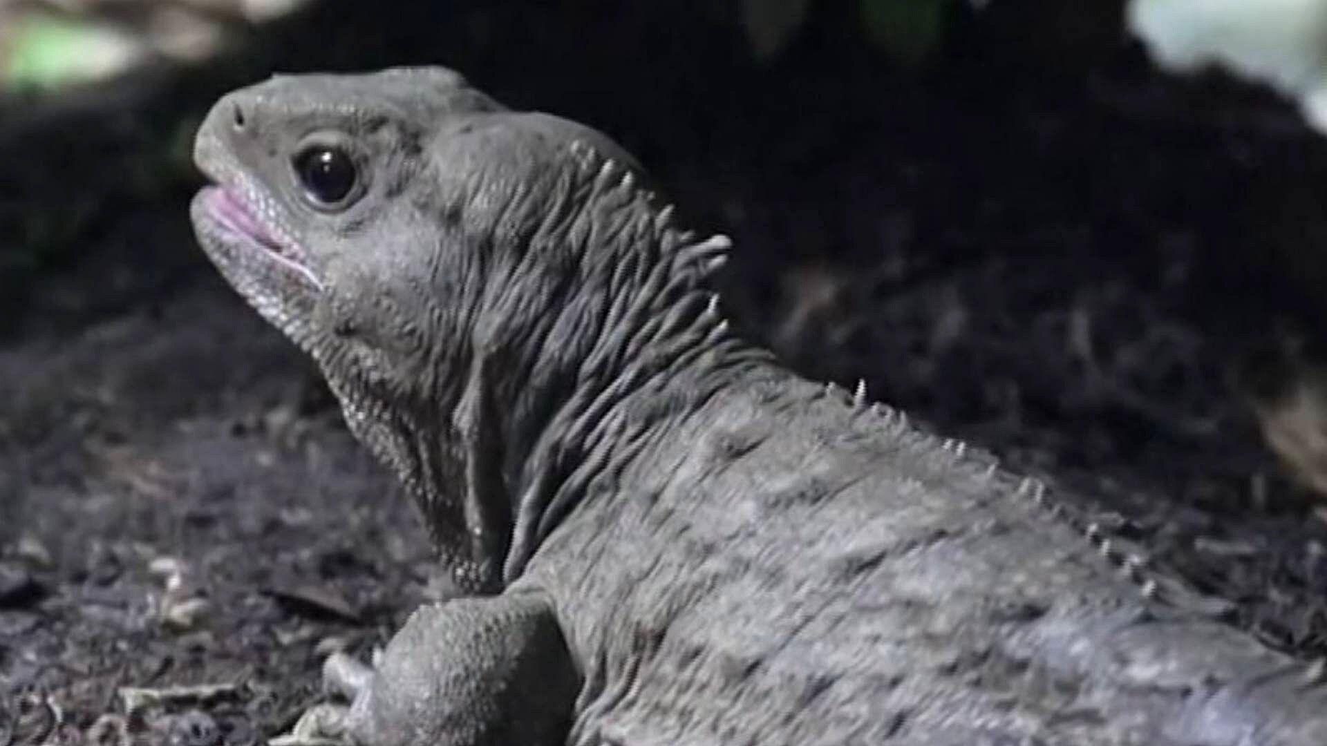 Zoo de Chester Será Hogar de Grupo de Tuátaras, Reptil de 3 Ojos Anterior a los Dinosaurios