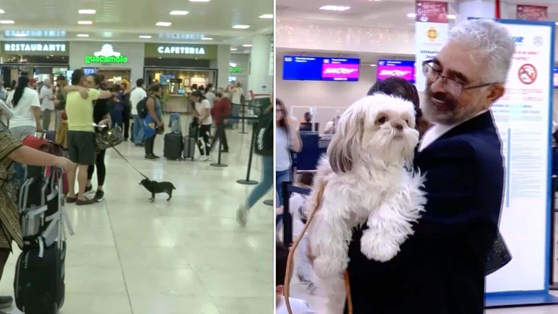 Iniciativa para Viajes con Mascotas de Apoyo