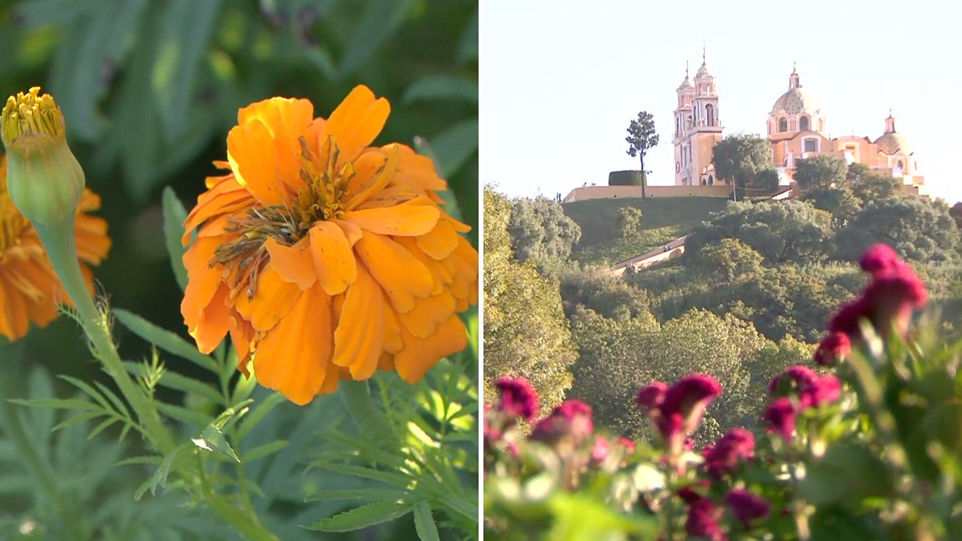 San Andrés Cholula se pinta de colores con sus campos de flor de cempasúchil