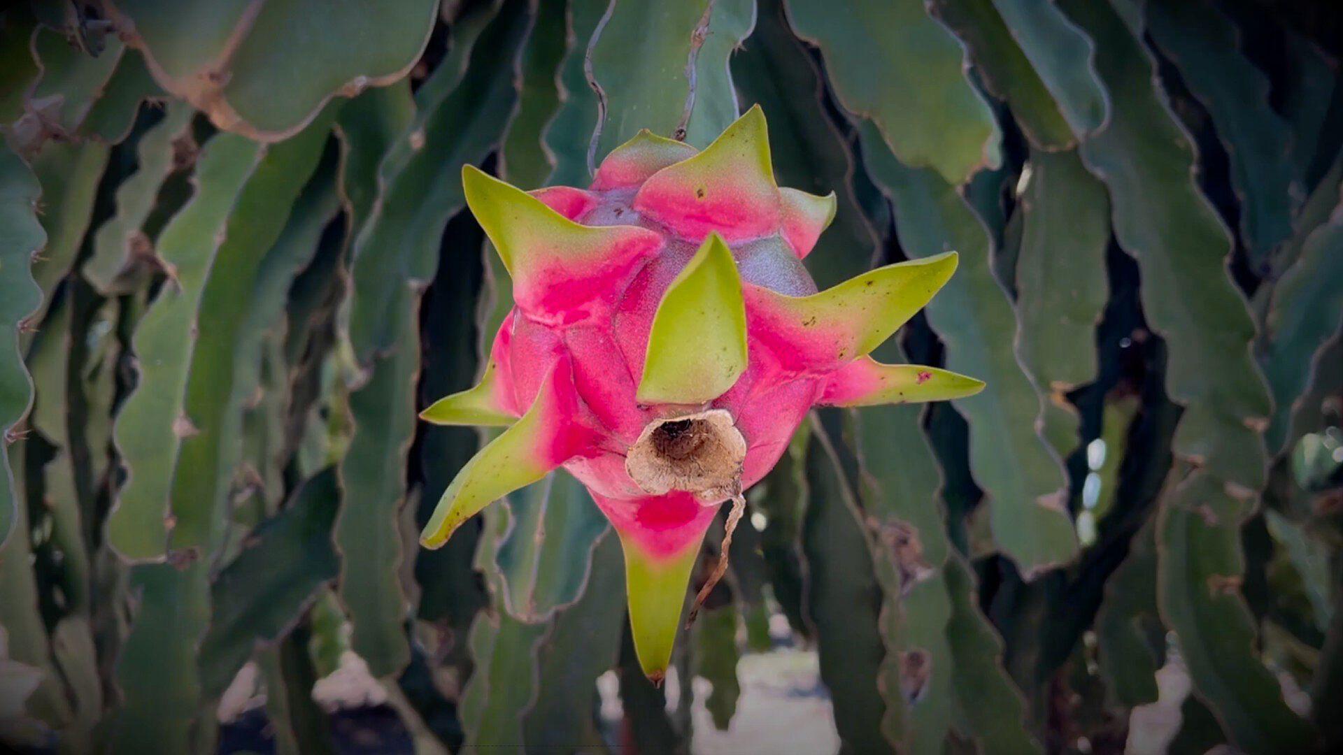 La Pitahaya Considerada "Fruta del Dragón" es Una de las Más Exóticas del Mundo