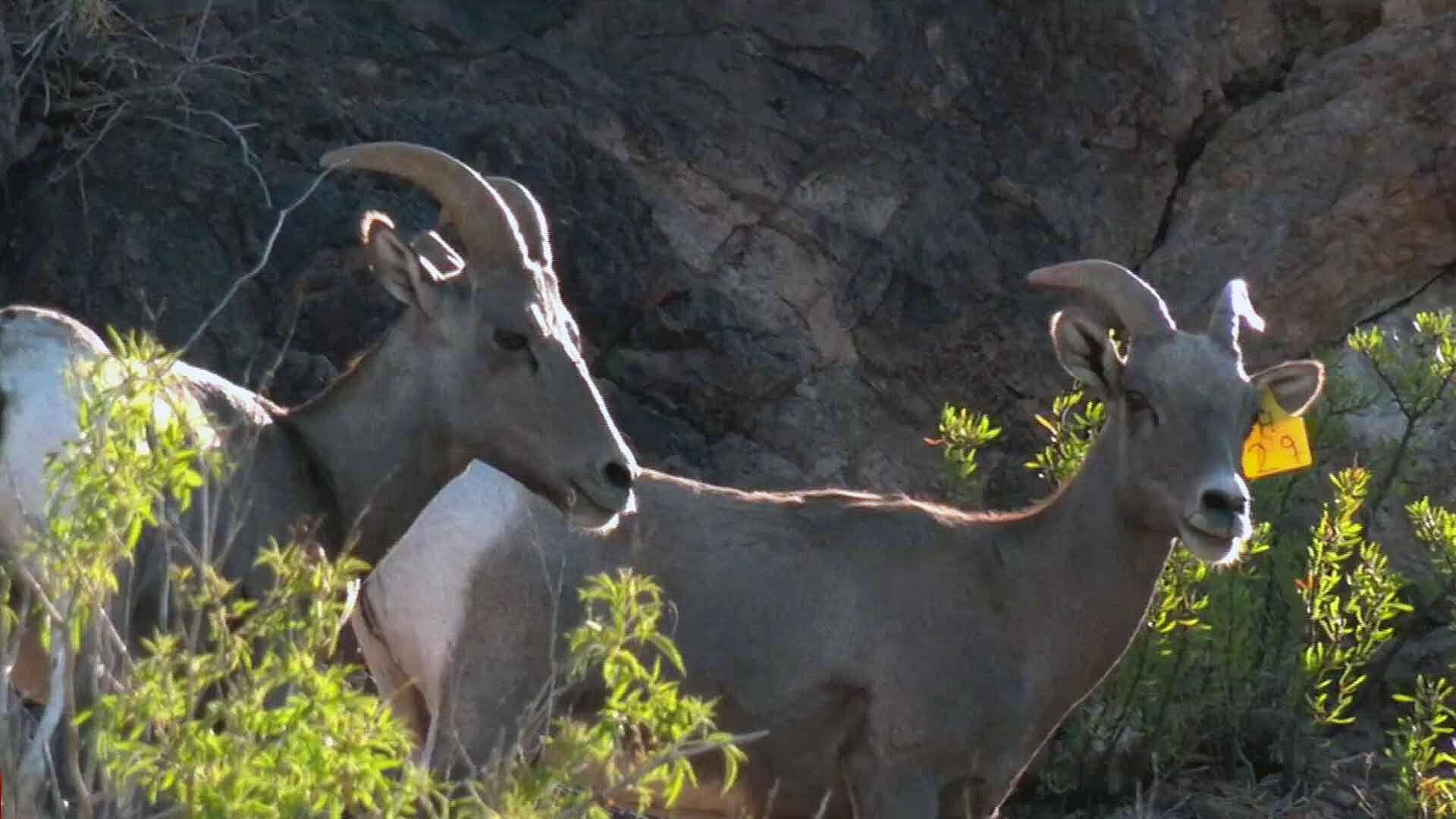 Foto: Borrego Cimarrón Chihuahua