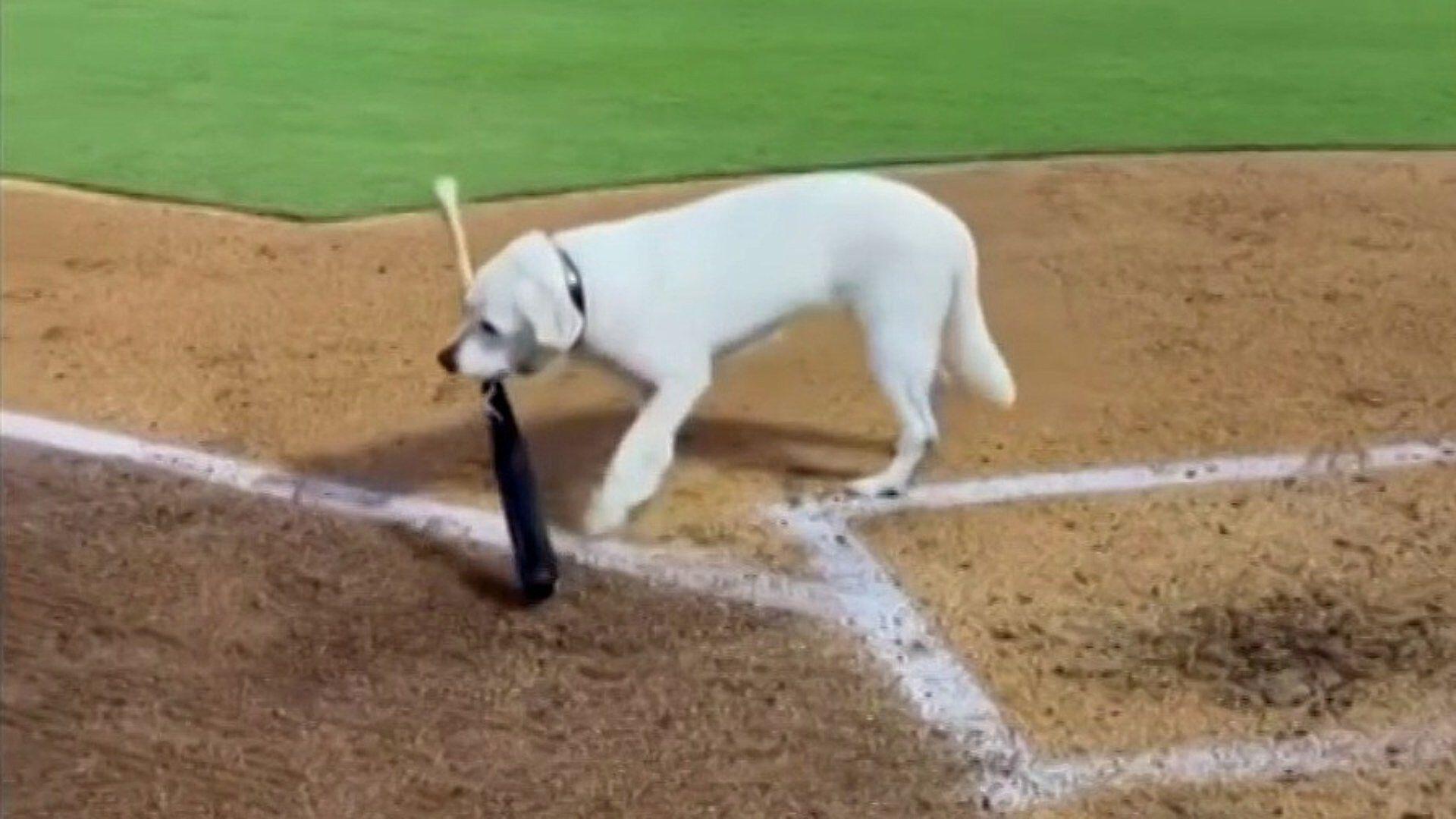 FOTO: Lyla, la Perrita que Recogía Bates se Retira del Beisbol