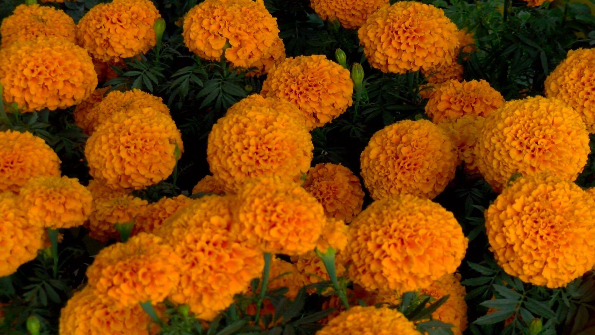 La flor de cempasúchil, característica del Día de Muertos, ya se puede encontrar en las bodegas de flores ubicadas cerca del primer cuadro de la ciudad de Monterrey.