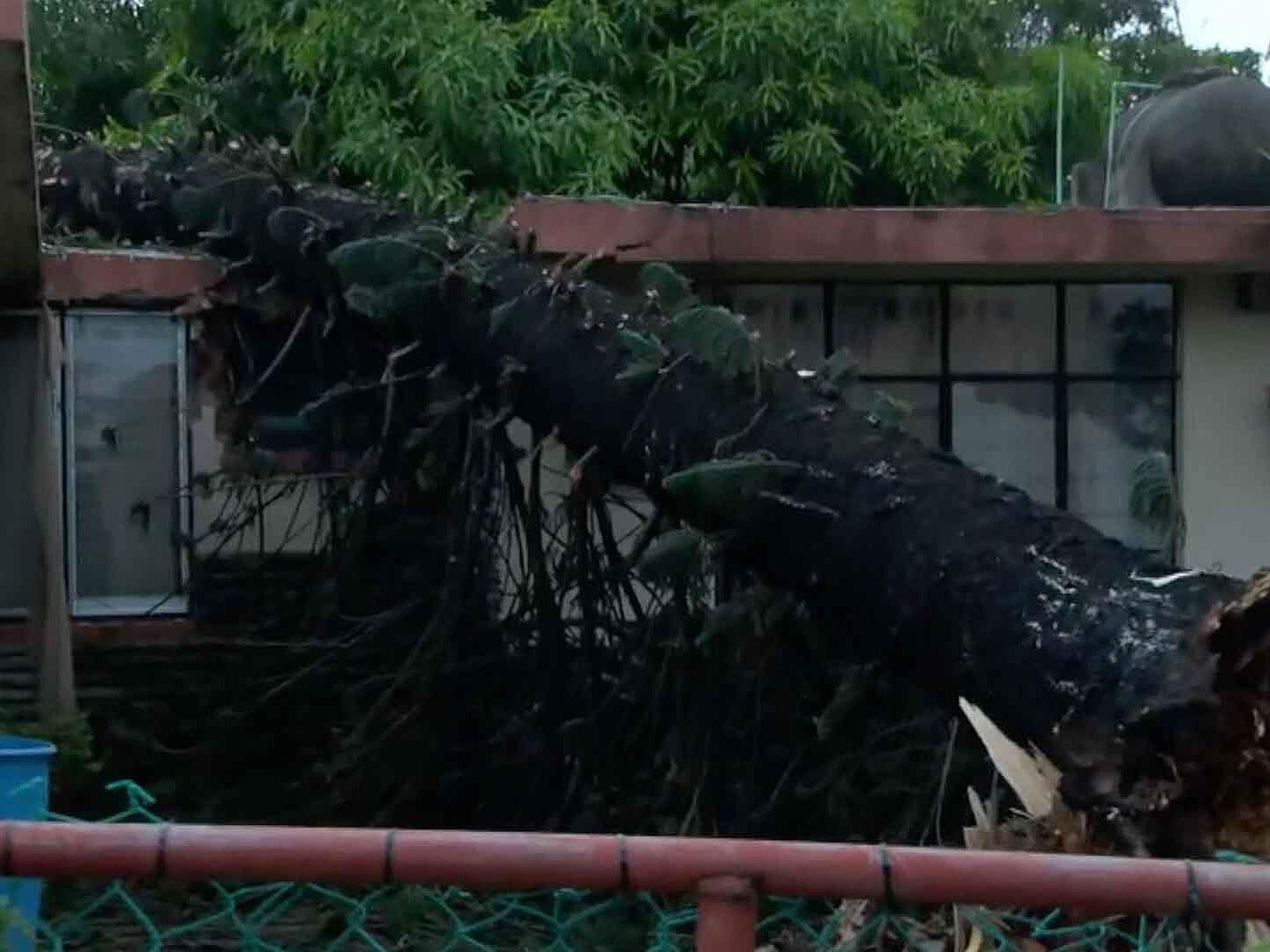 Gran Pino Cae Sobre una Casa en Tampico