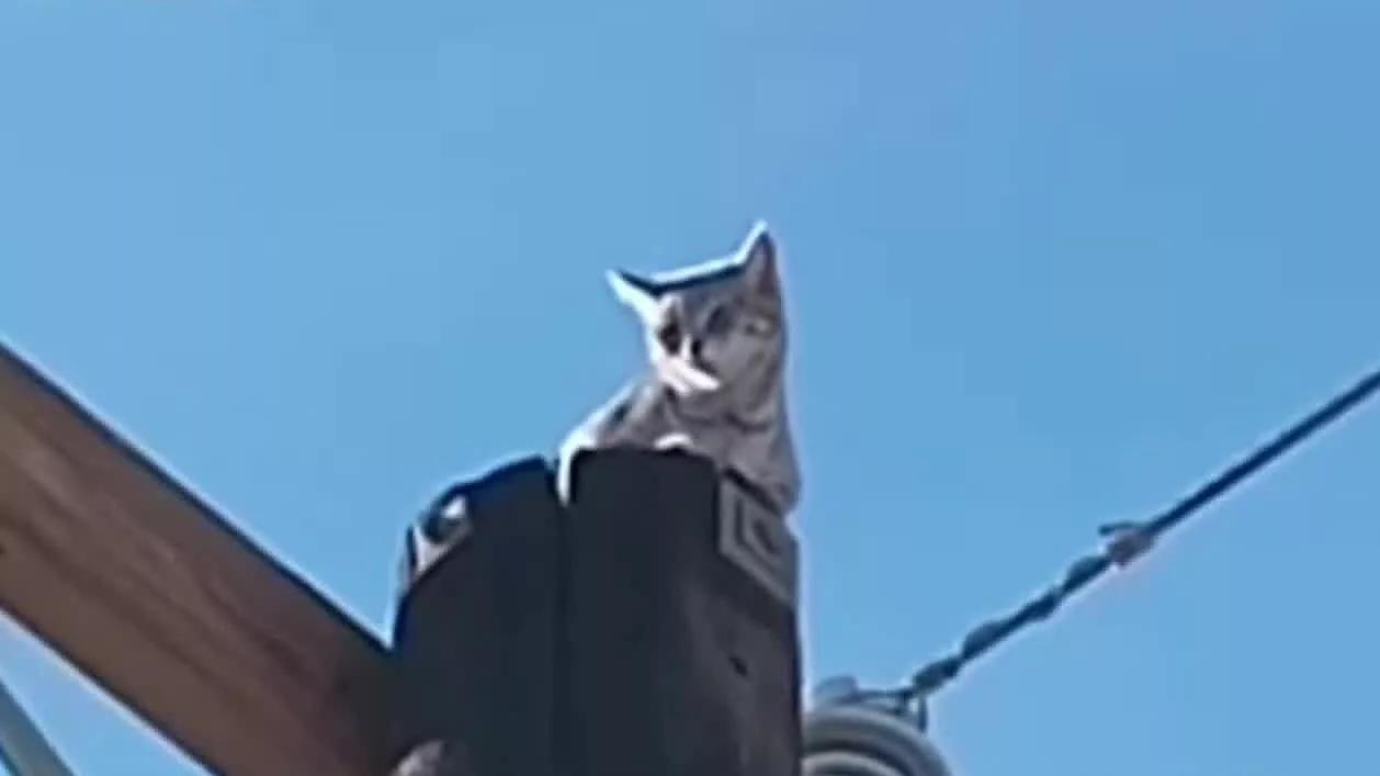 Video: Piden Ayuda para Rescatar a Gatito en Poste de Luz en Mexicali