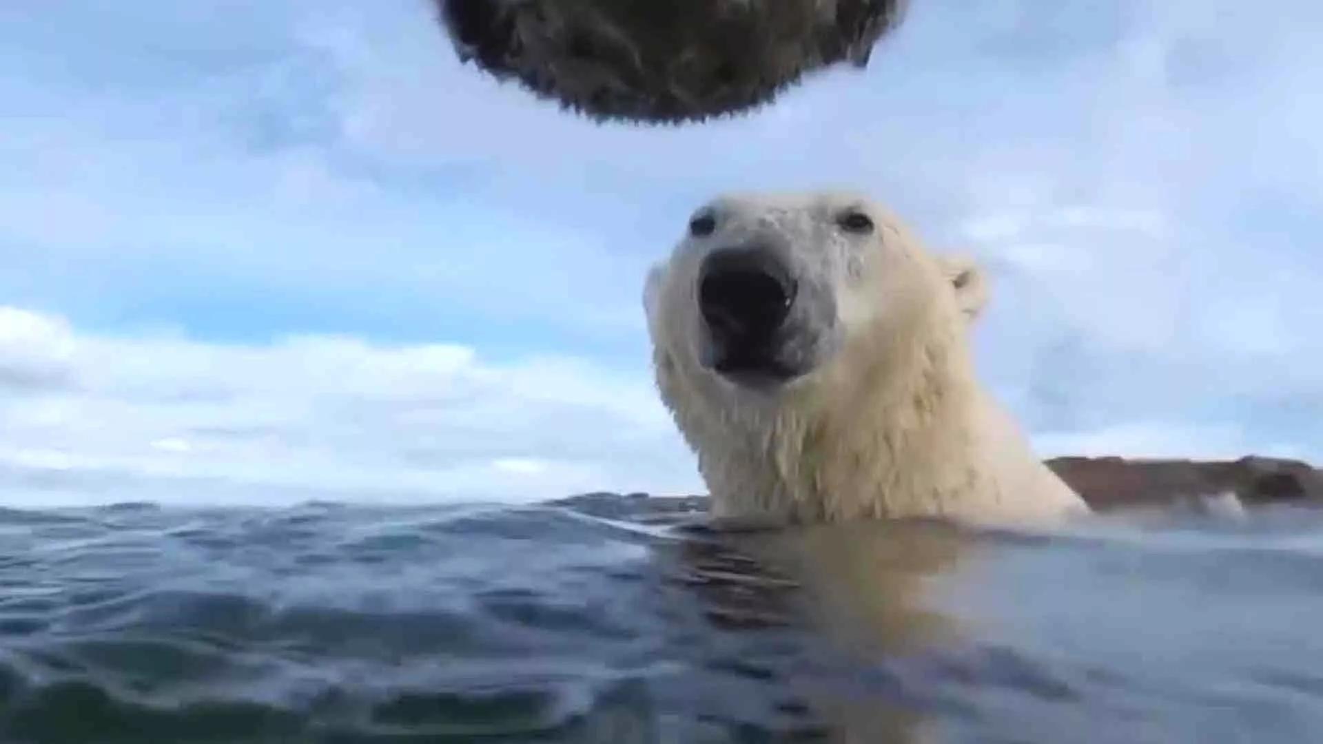 Lo que revelan las cámaras que siguieron durante 2 años la vida de los osos  polares en el Ártico - BBC News Mundo