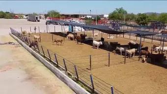 ‘Vacas flacas’ por Severa Sequía en Sonora