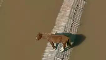 Foto: Caballo en Inundaciones de Brasil