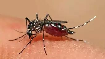 Foto: Dengue