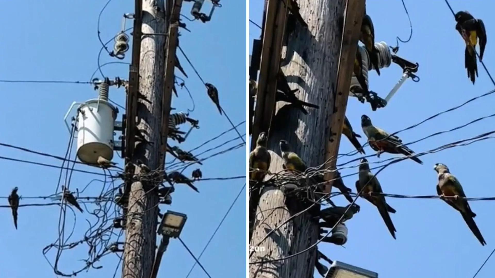 VIDEO: Pericos en Poste de Luz Sorprenden a Vecinos en Colonia de Tijuana