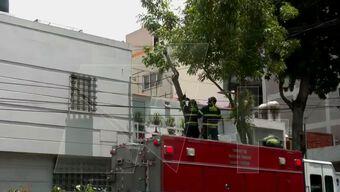 Foto: Bomberos Seccionan Árbol a Punto de Caer, en la Alcaldía Benito Juárez