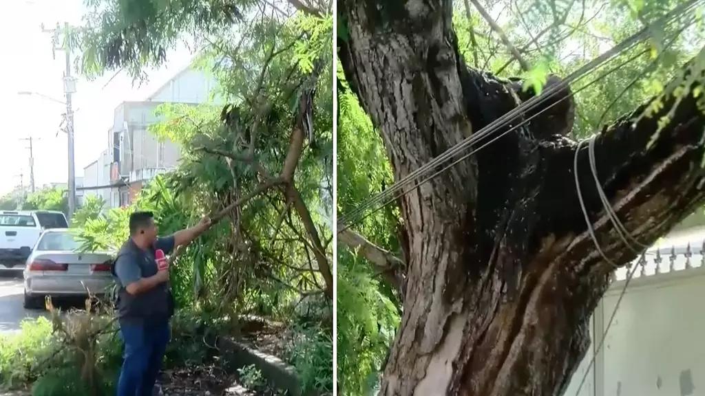 Caída de Árbol con Afectaciones a Ciudadania de Cancún