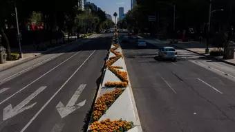 FOTO: Adornan Avenida Paseo de la Reforma con Flores de Cempasúchil