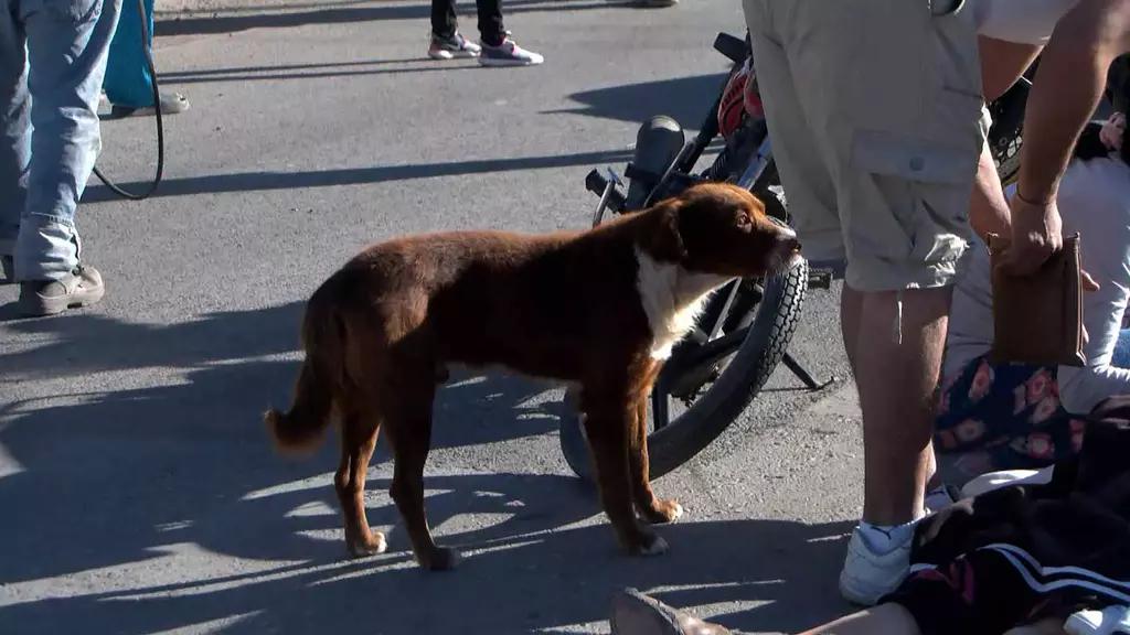 Perrito No se Separa de su Dueña Después de ser Arrollada en Torreón