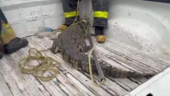 Aparece Cocodrilo en Escollera de Playa Miramar