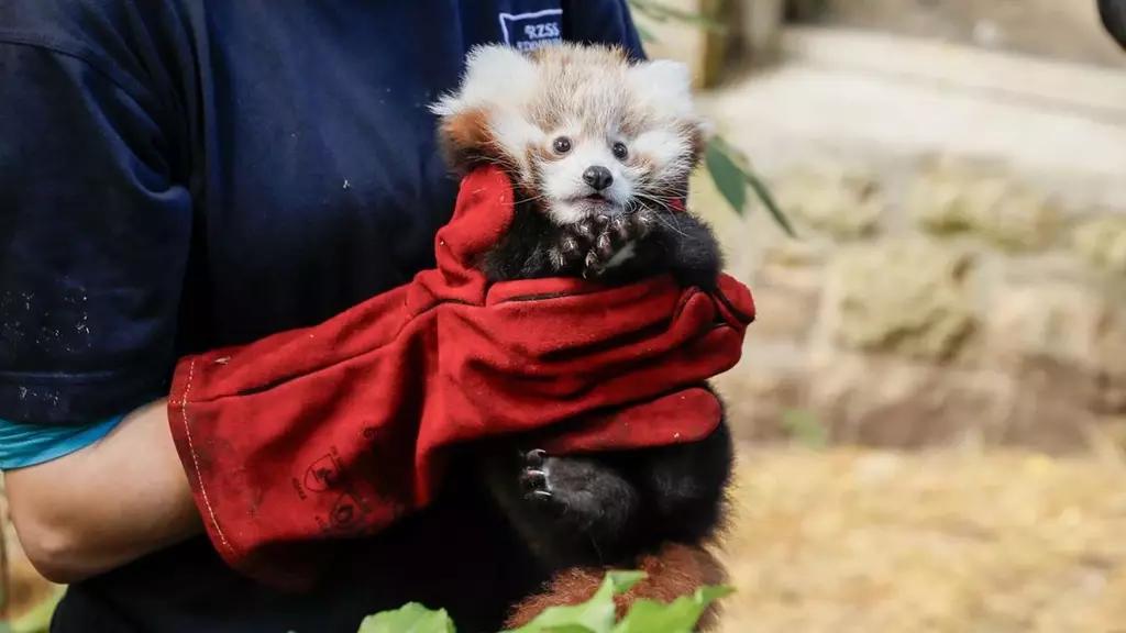 Cría de Panda Rojo Muere en Zoológico al Oír Fuegos Artificiales