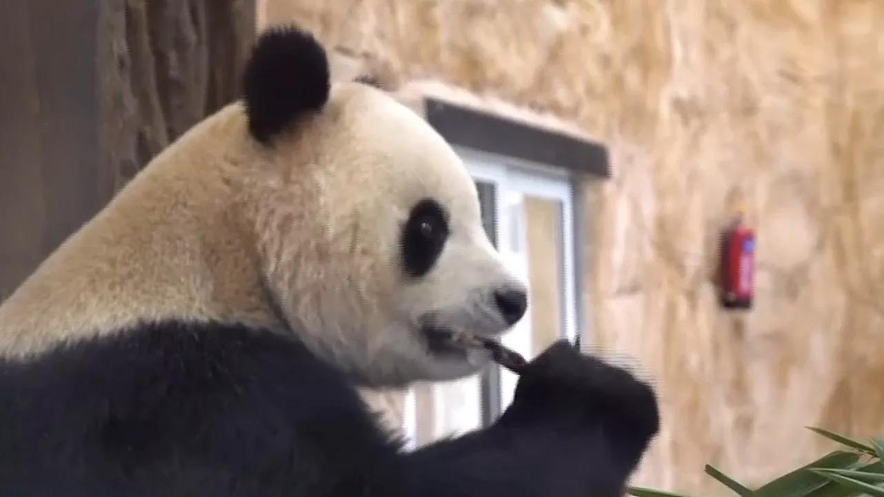 La diplomacia del panda llega también a Qatar