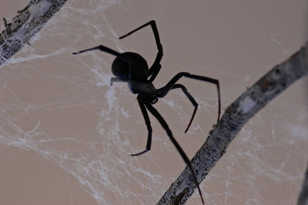 Únicamente dos tipos de arañas caseras serían peligrosas: UNAM