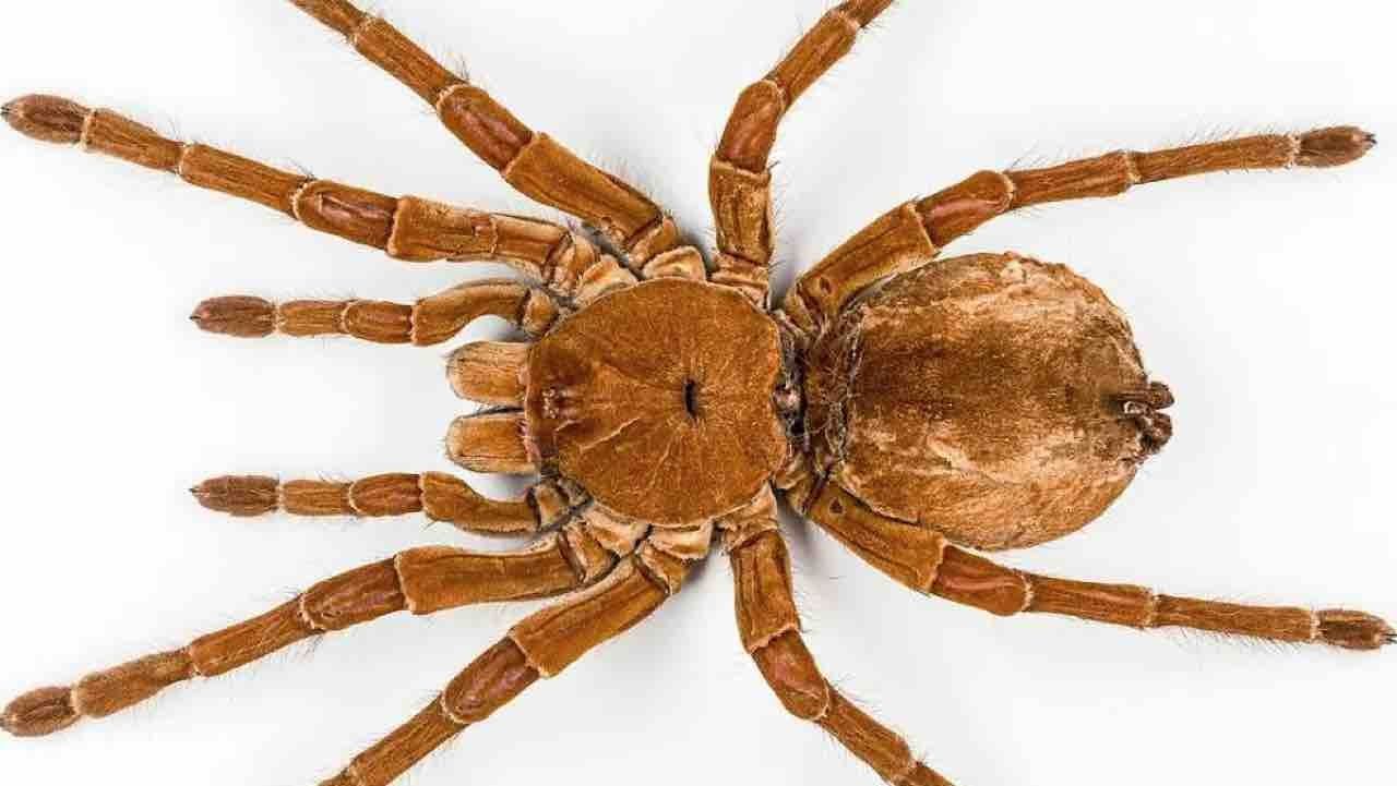 Curiosidades que quizá no conocías de la araña Goliat, la más grande del mundo