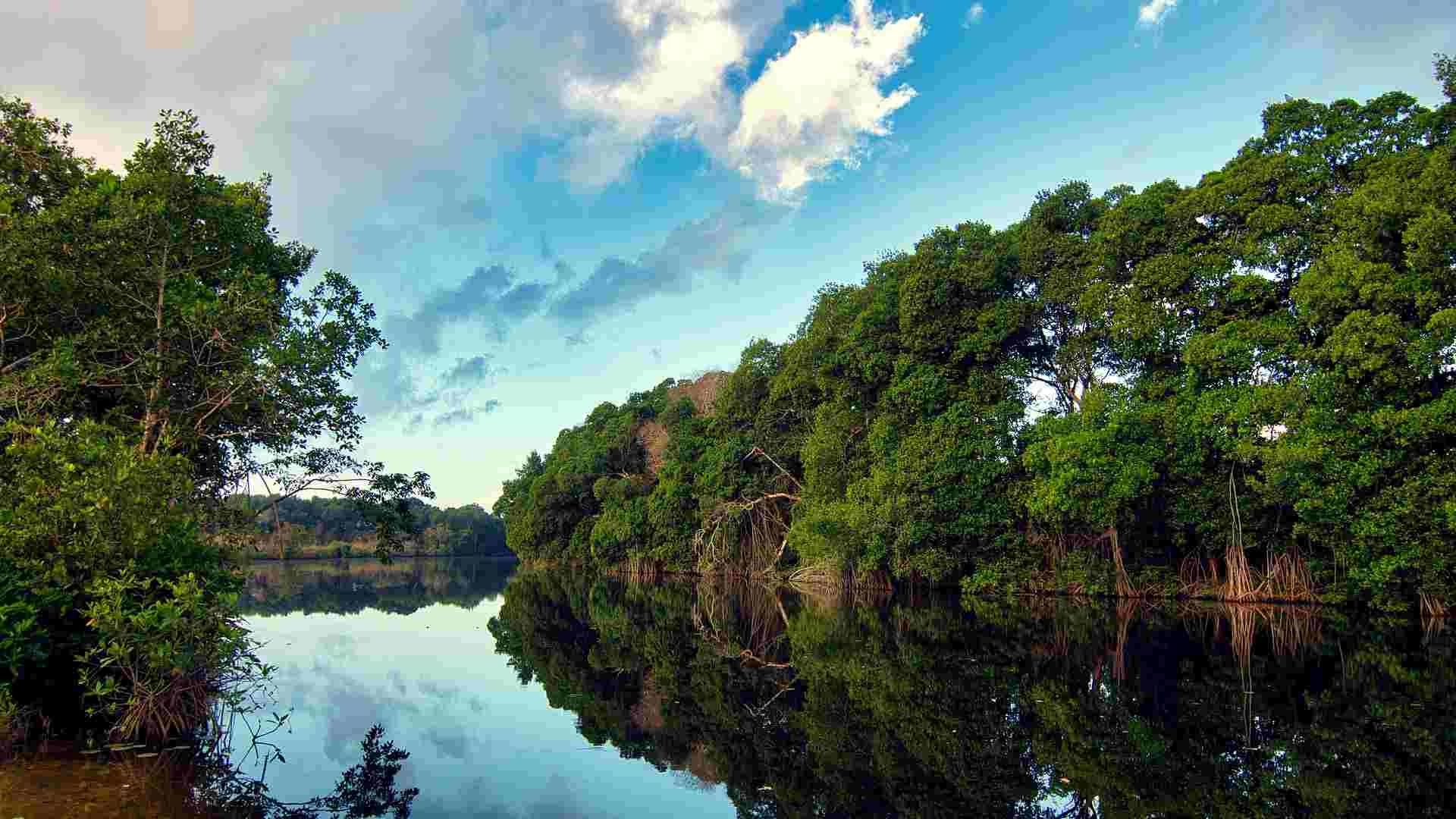 Los manglares absorben el CO2 50 veces más rápido que cualquier otro árbol