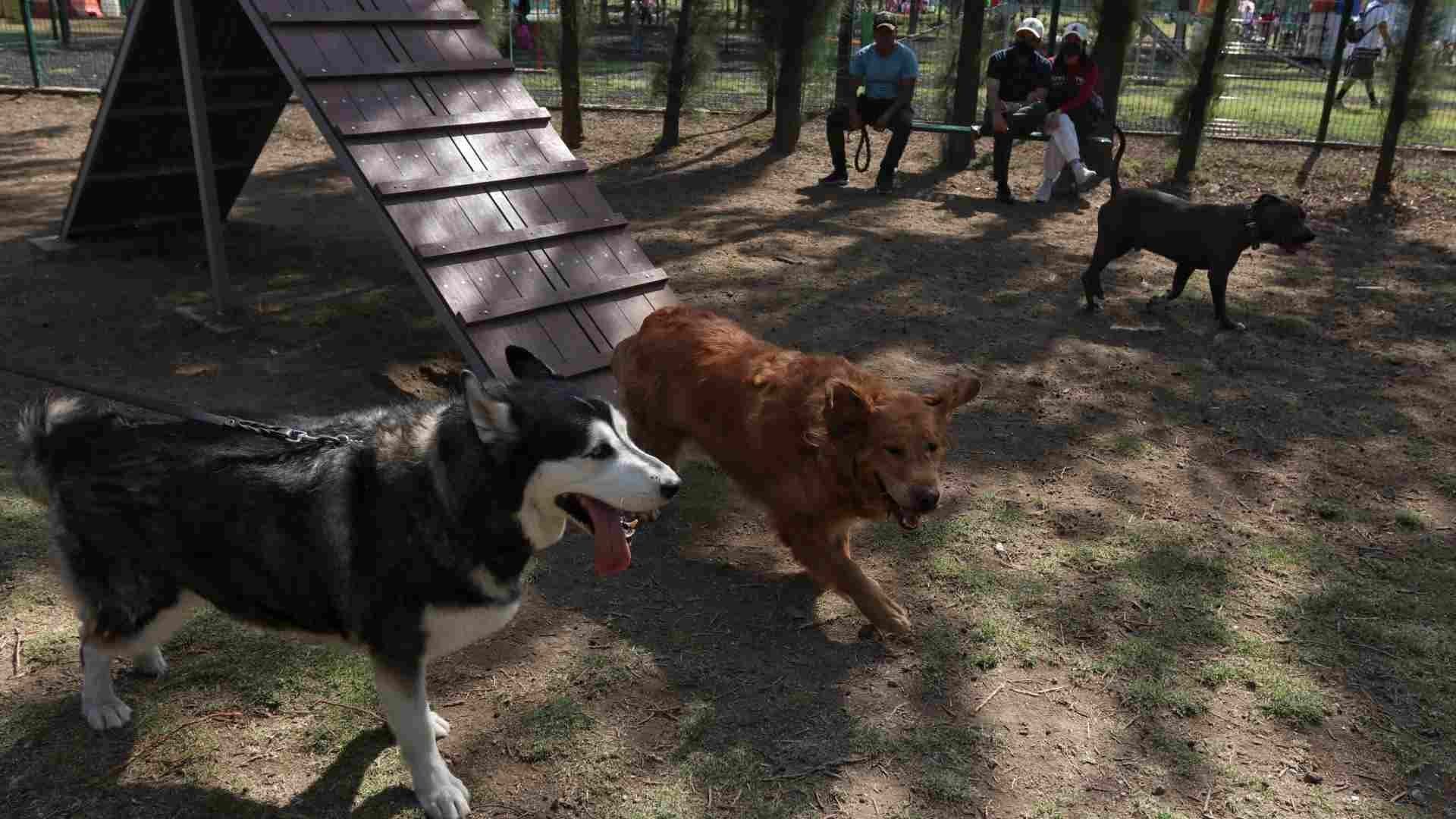 No recoger las heces de un perro en la CDMX es sancionado con una multa de hasta más de 3 mil pesos