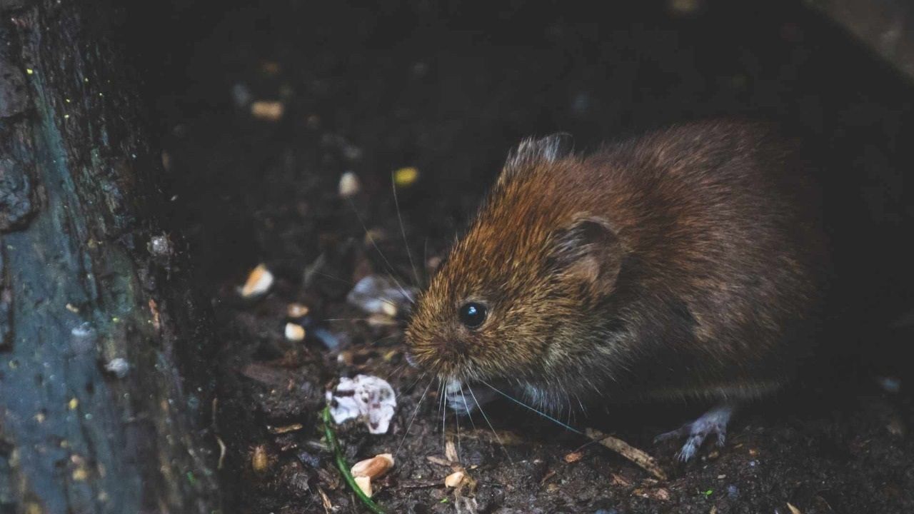 Nueva York sufre desde hace hace décadas por plaga de ratas.