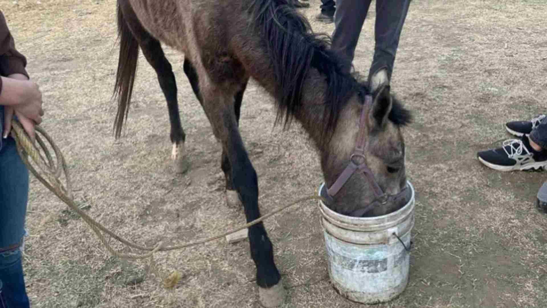 Rescate de yegua por maltrato animal en Chalco 