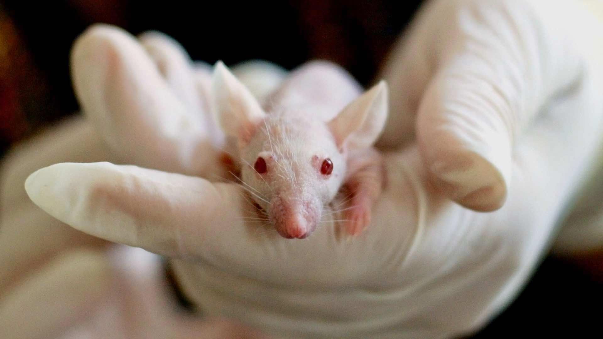 Científicos alargaron la vida de ratas con terapia genética