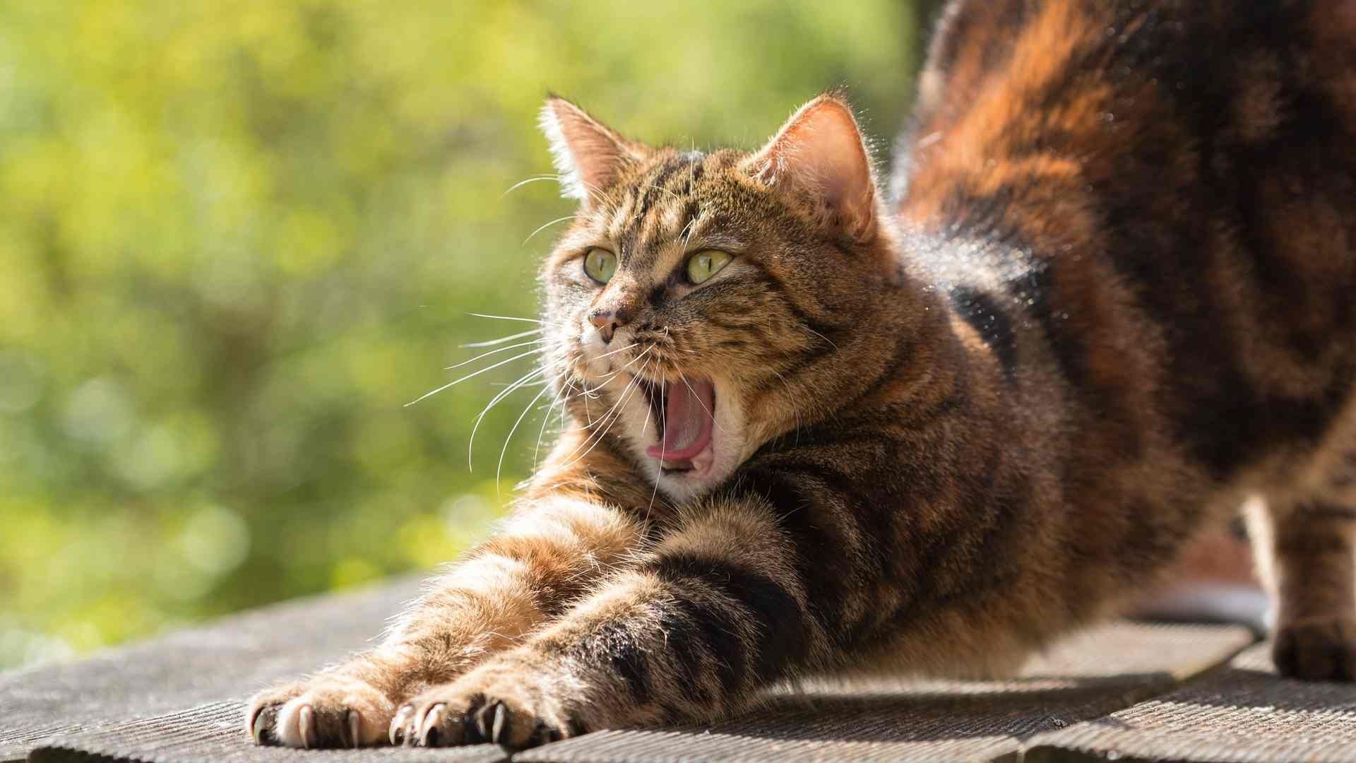 Científivos estudian comportamiento de los gatos 