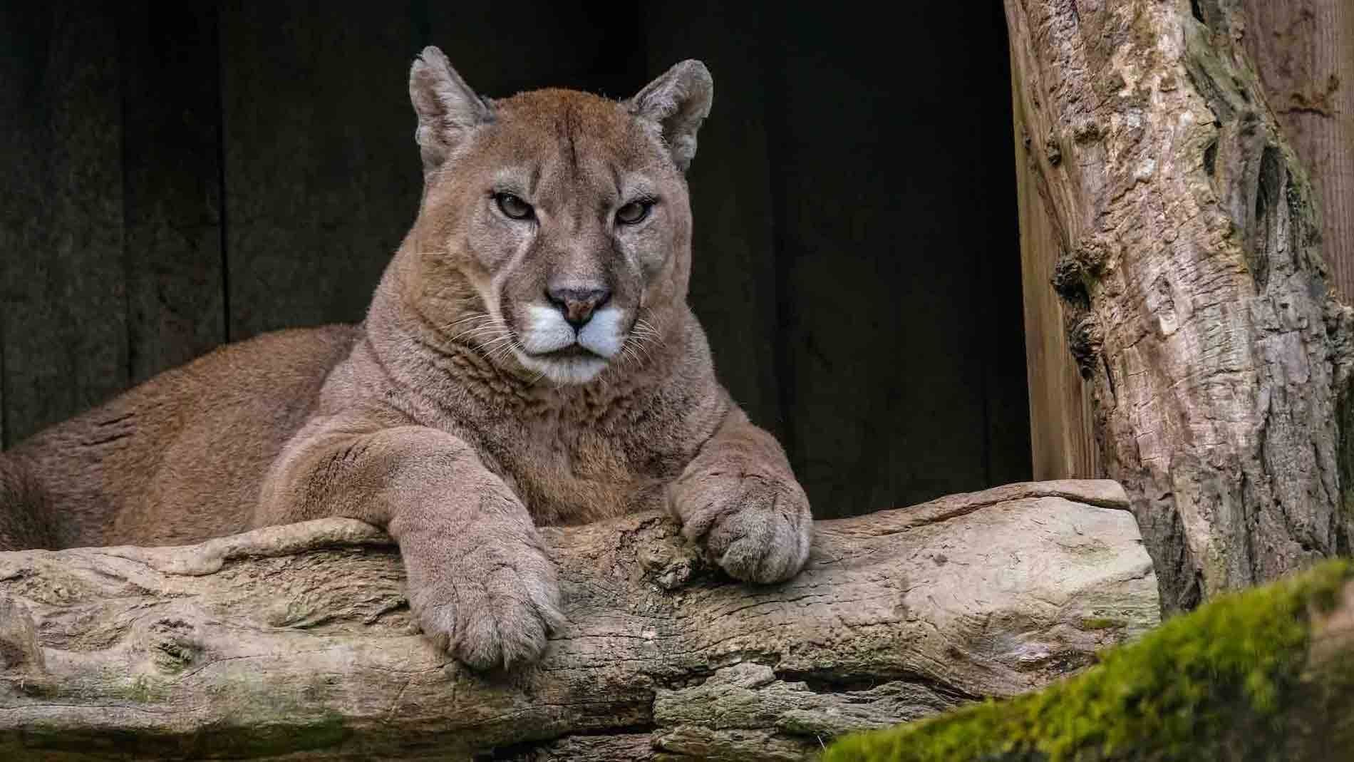 Pantera de Florida, en riesgo de extinción por atropellamientos