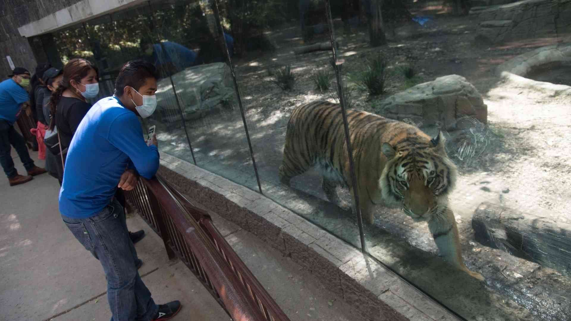 El Zoológico de Chapultepec tendrá nuevas áreas