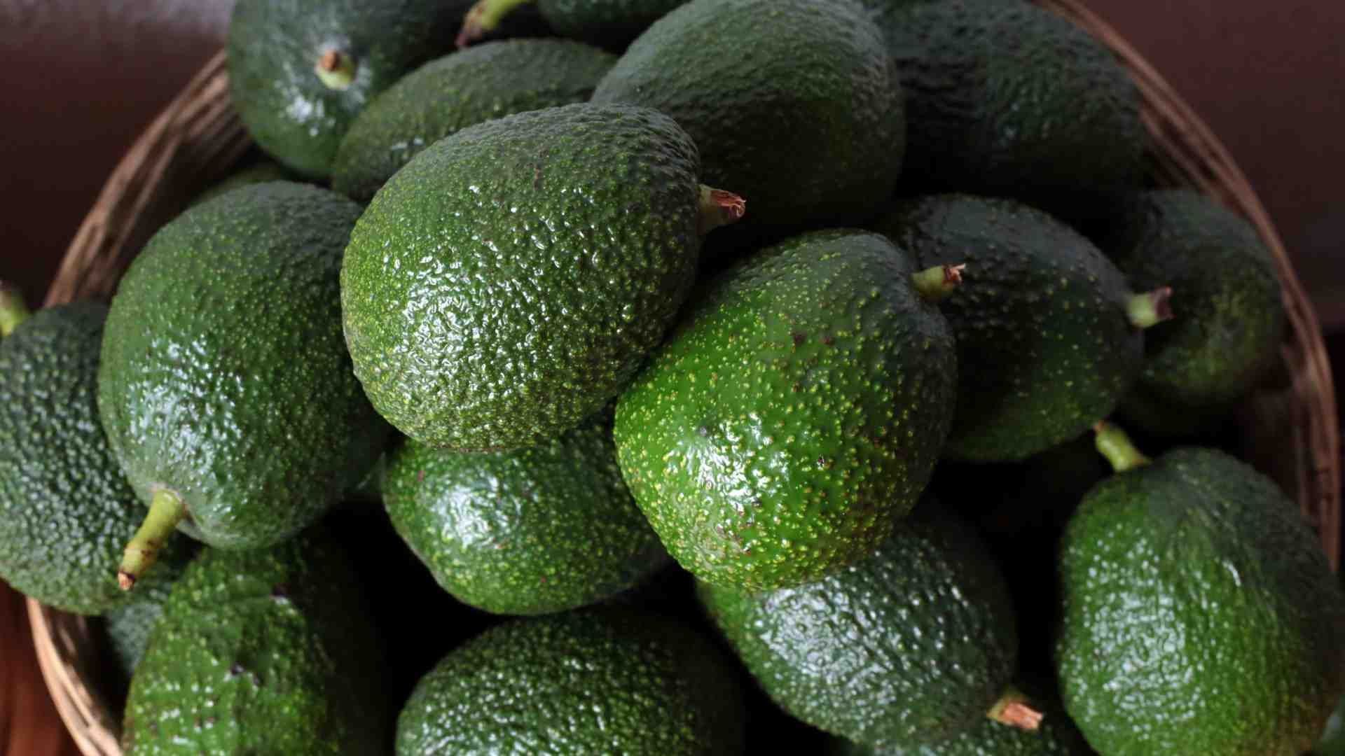 Activistas ambientales van contra el aguacate mexicano