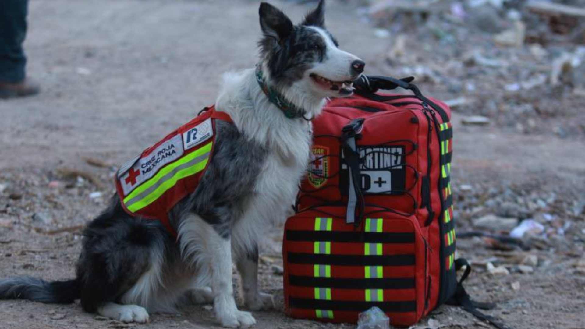 Balam, binomio canino de la Cruz Roja Mexicana, encuentra a persona bajo los escombros en Turquía