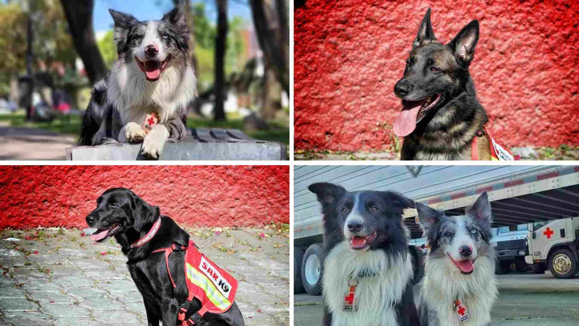 Conoce a los binomios caninos mexicanos que apoyarán en Turquía