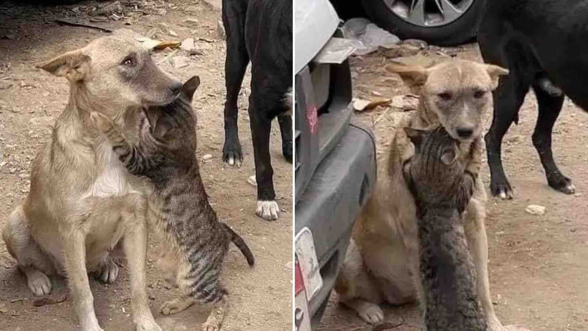 Gato abraza a perro tras el temblor