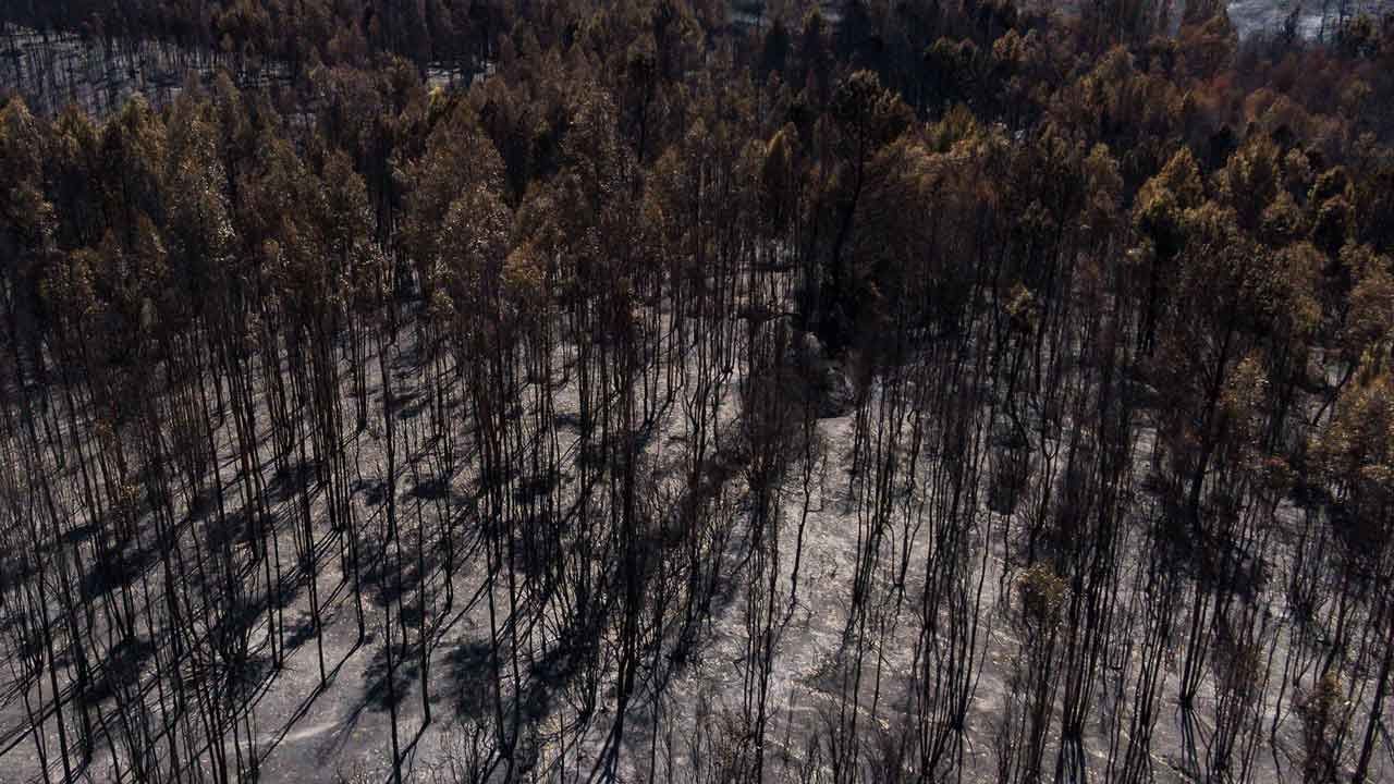 Los incendios forestales en Chile entraron en fase de contención; suman 25 muertos