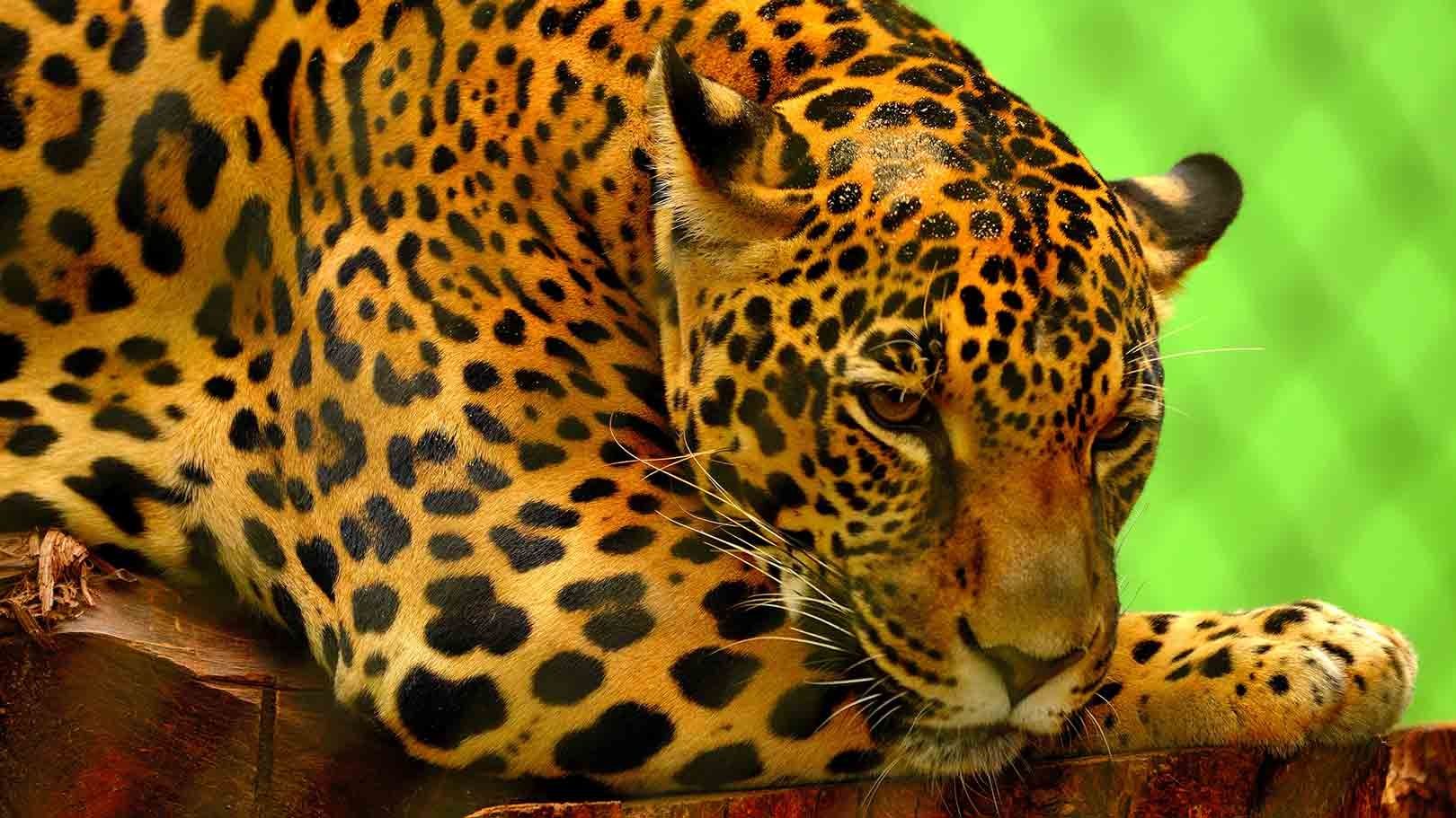 Jaguar descansa sobre un tronco