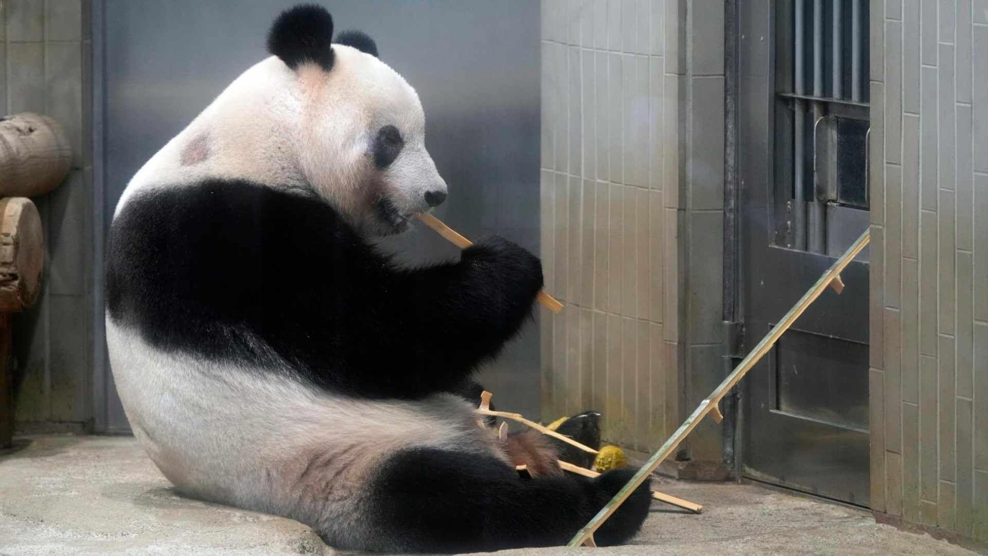 Xiang Xiang regresa a China a buscar novio