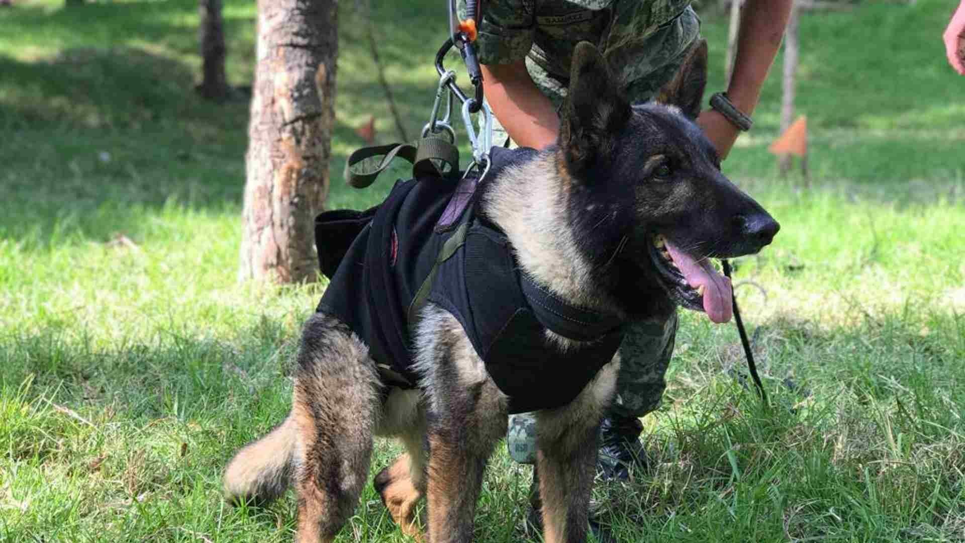 Muere Proteo, binomio canino de la Sedena, en Turquía