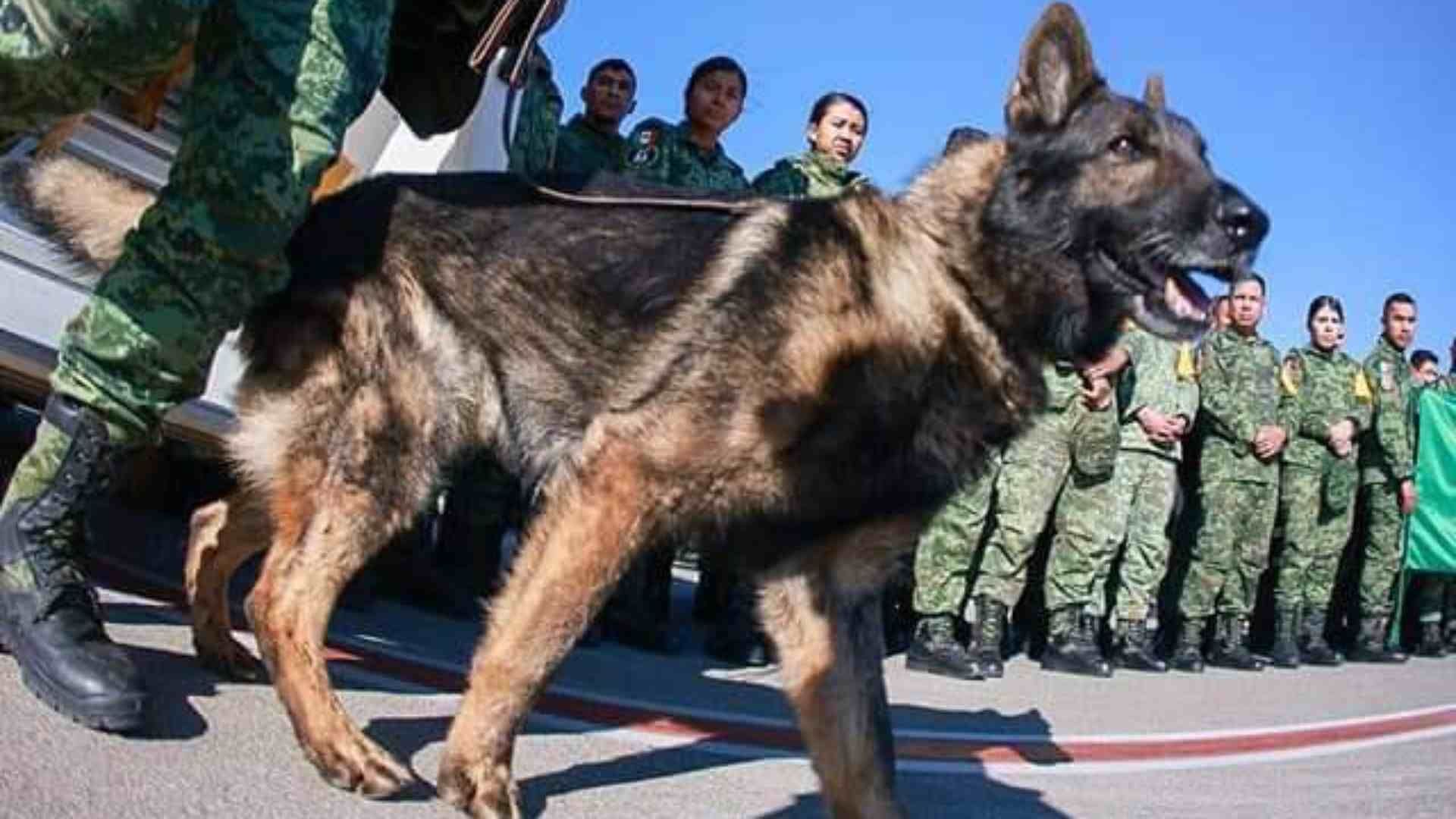 ¿De qué murió Proteo, binomio canino mexicano en Turquía?