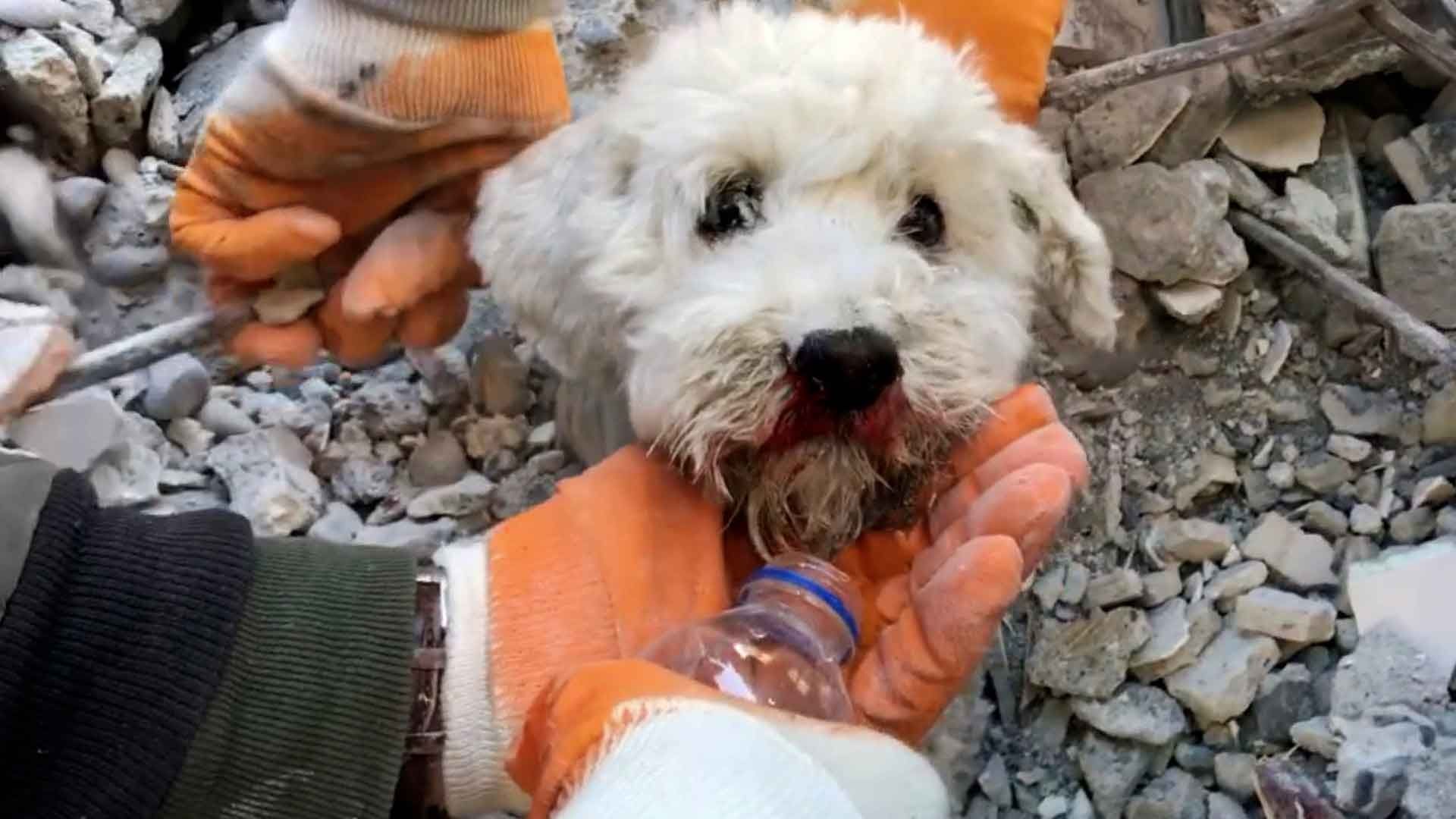 Voluntarios celebran rescate de mascotas en Turquía