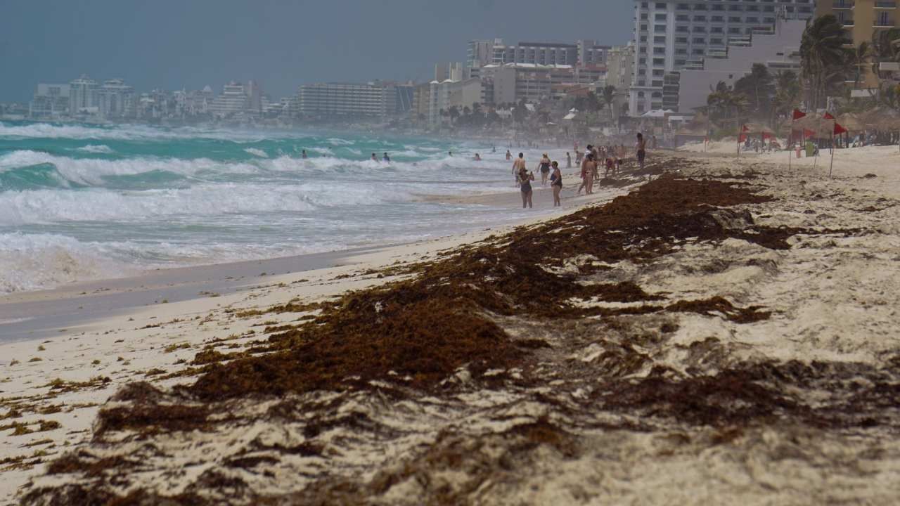 Científicos advirtieron que la llegada del sargazo, algas invasoras, se adelantó tres meses en esta temporada 