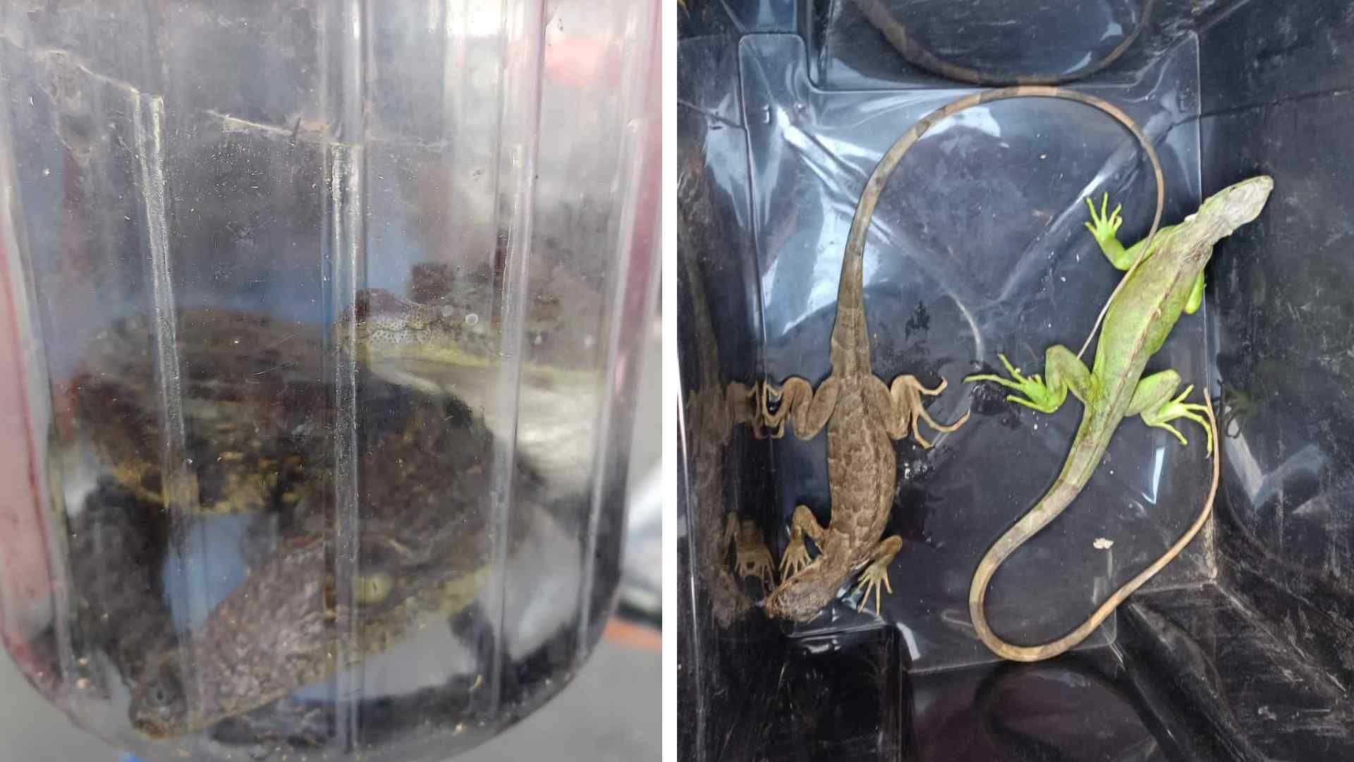 Cocodrilos en Tlalnepantla: Pareja Vendía Animales Exóticos en Tianguis