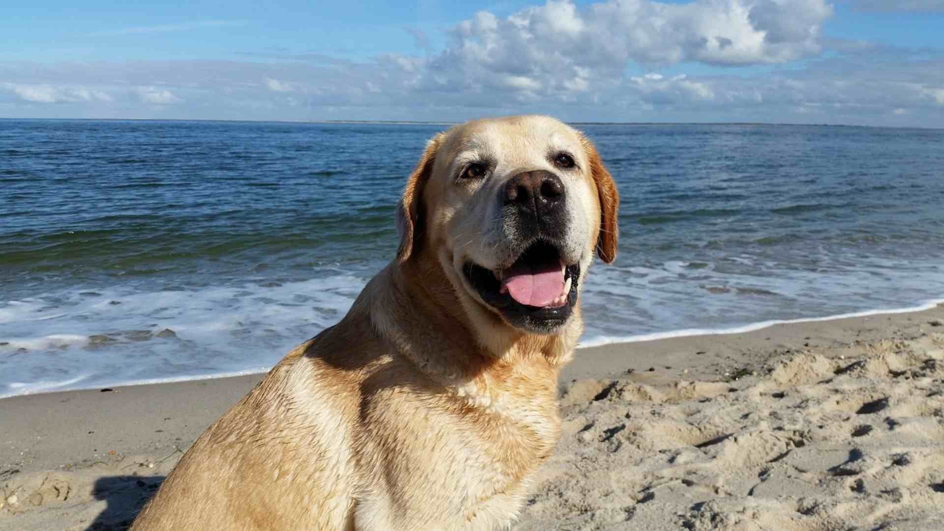 Para cuidar la salud de un perro en la playa se deben tomar en cuenta algunos consejos