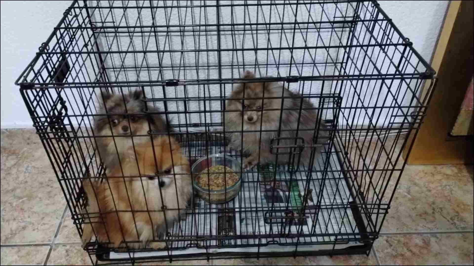 Perros y animales rescatados por maltrato animal en Edomex