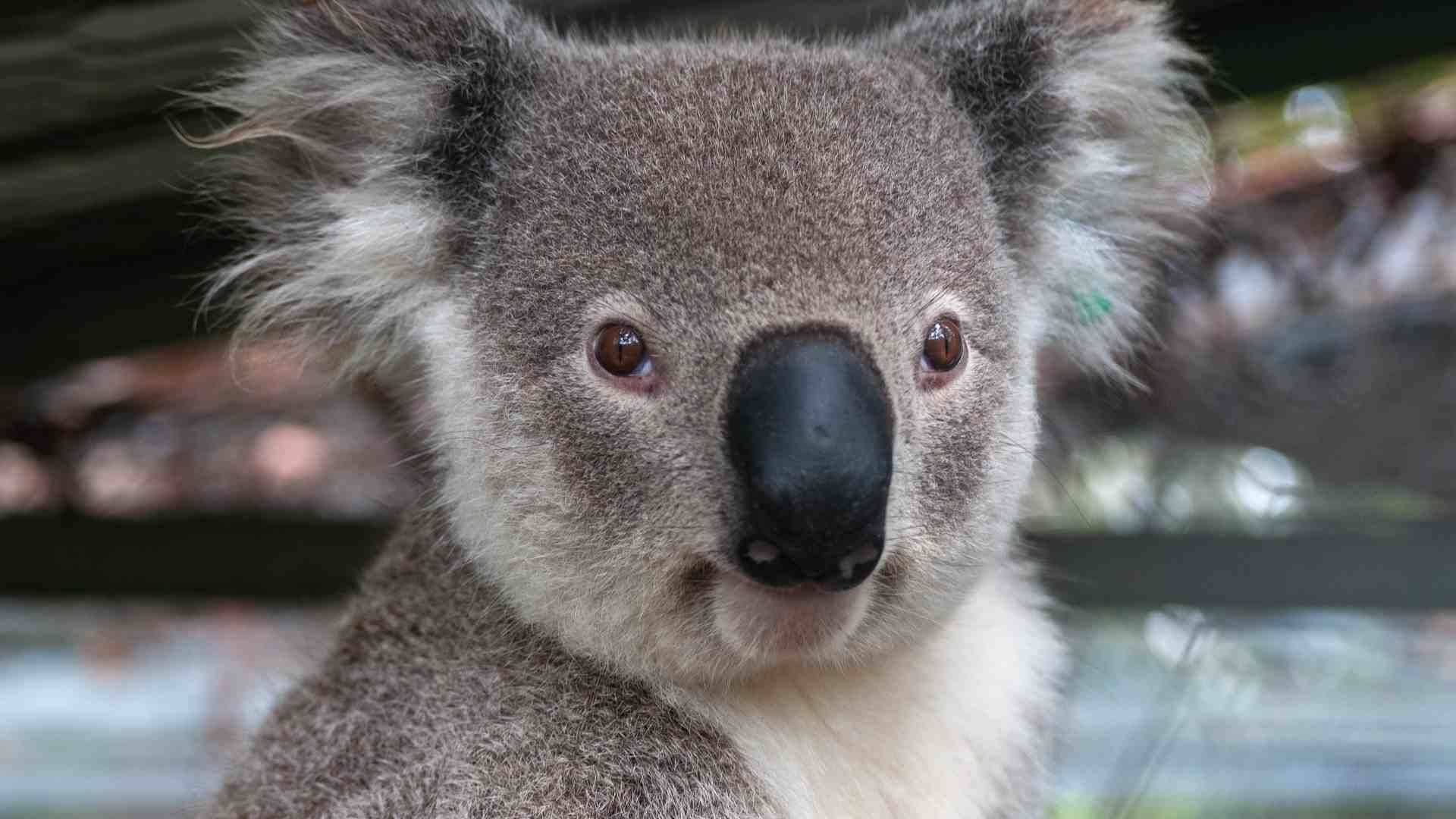 Video: Koala entra a tienda y trepa pierna de empleado 